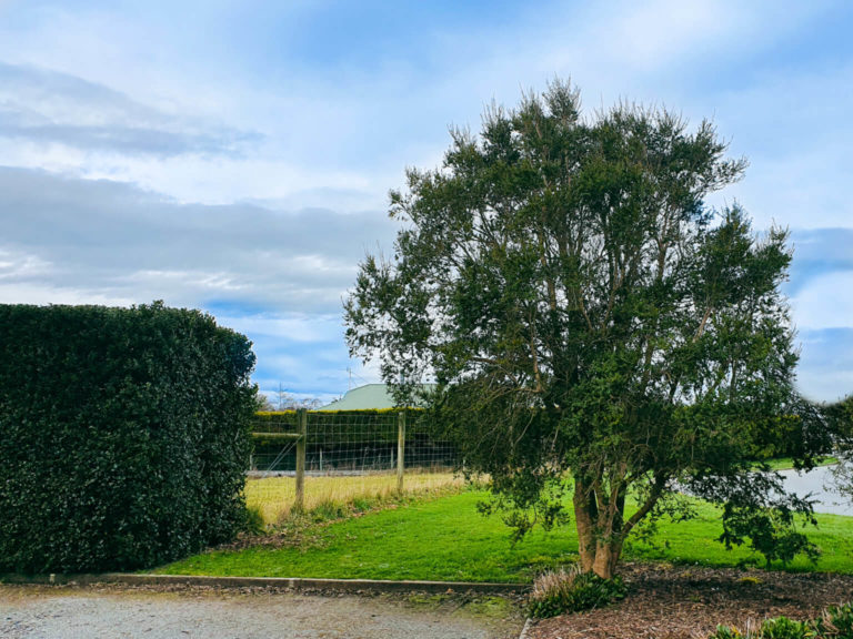 AZARA Microphylla Scented Vanilla Tree | Easy Big Trees