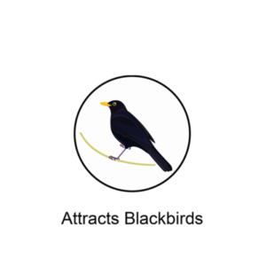 Attracts Blackbirds
