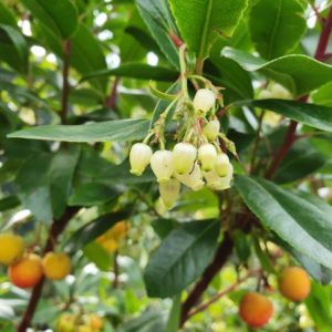 ARBUTUS unedo – Irish Strawberry Tree