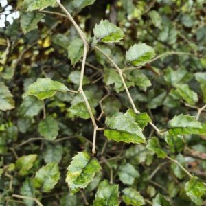 Carpodetus serratus – NZ Native Marble Leaf
