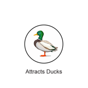 Attracts Ducks