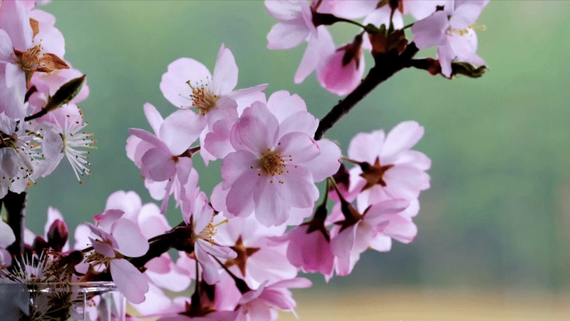 Read more about the article Late Spring Blossoming Trees