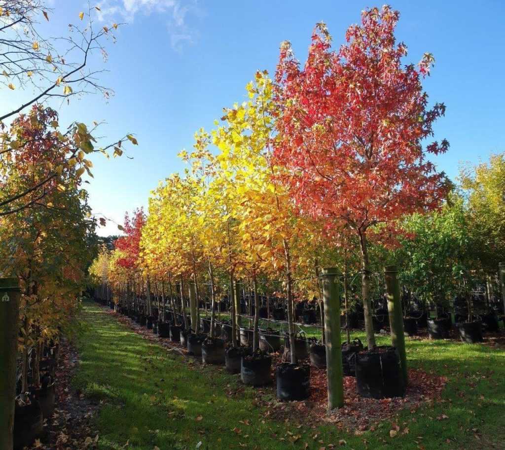 LIQUIDAMBAR 'Worplesdon' Sweet Gum Easy Big Trees NZ