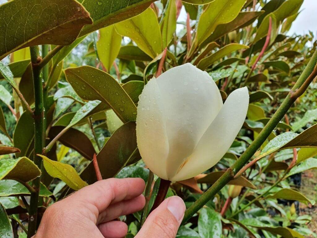 Magnolia-grandiflora-Kay-Paris-35lt-Feb-2021-2-1024x768