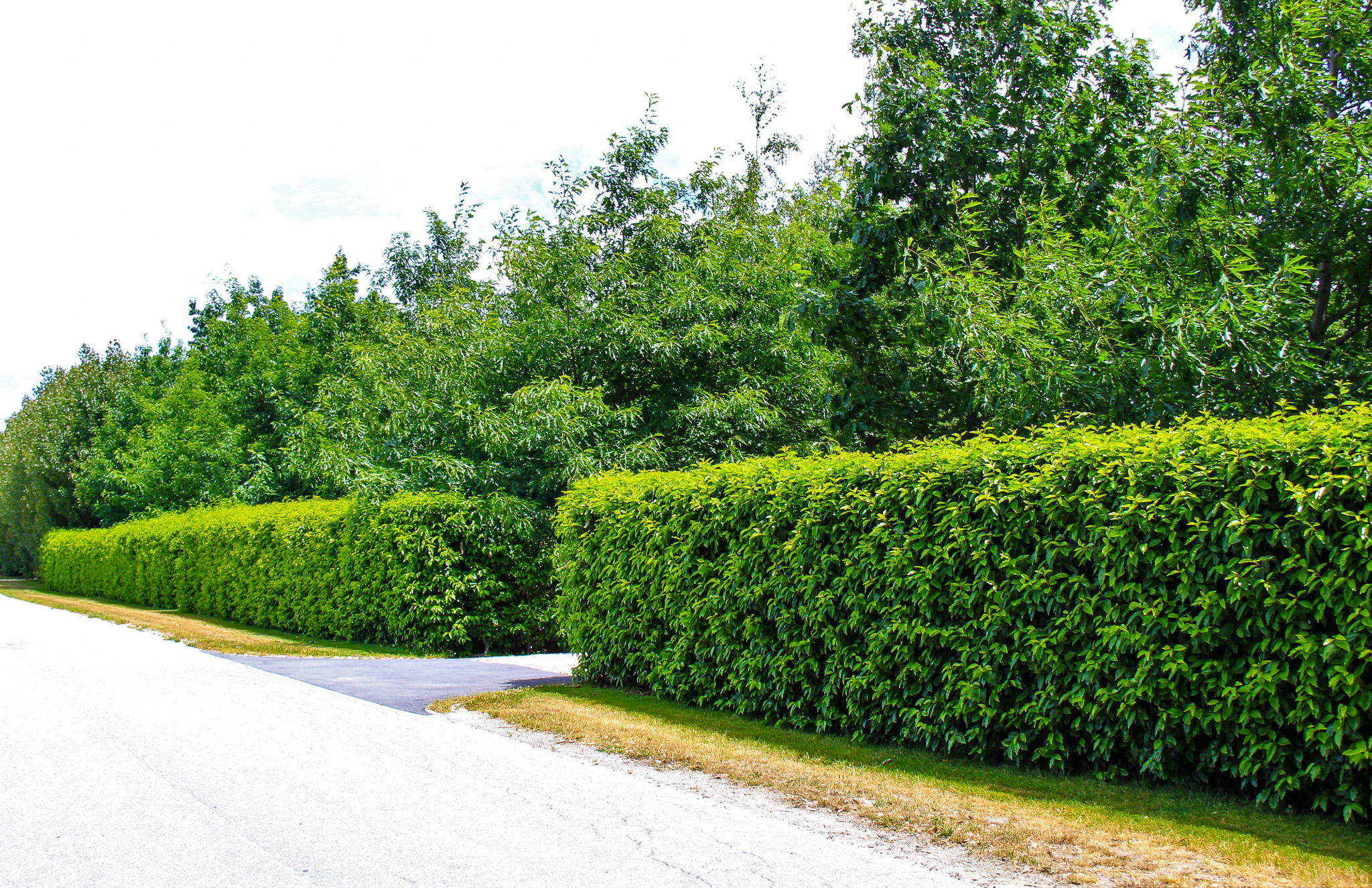 Prunus lusitanica hedge