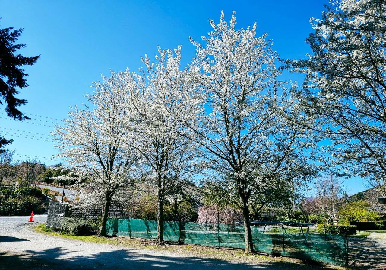 PYRUS Aristocrat Ornamental Pear Easy Big Trees NZ