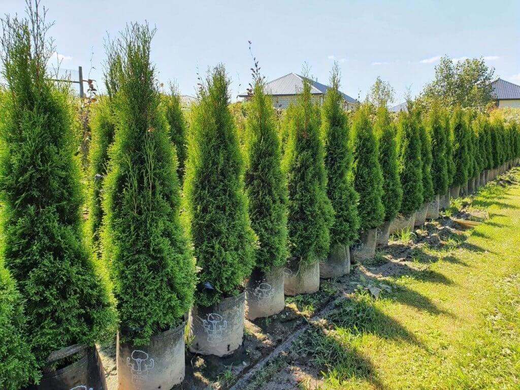 A row of THUJA occidentalis ‘Smaragd’ a popular Formal Conifer, in 35lt containers at easy big tree nursery in southland.