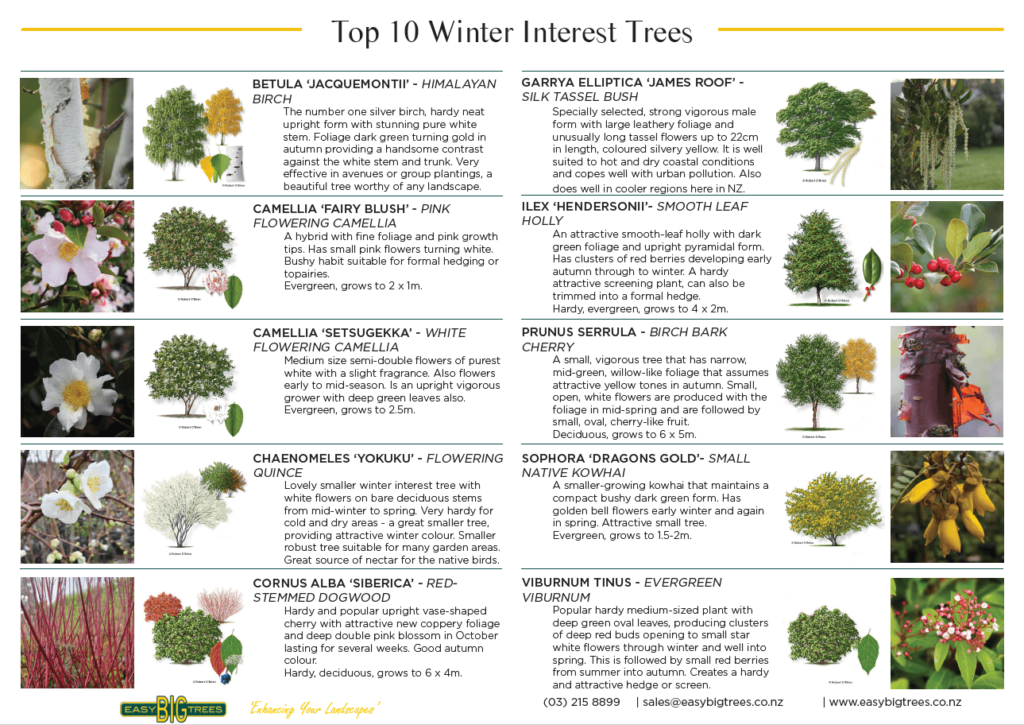 Top-10-trees-for-winter-interest