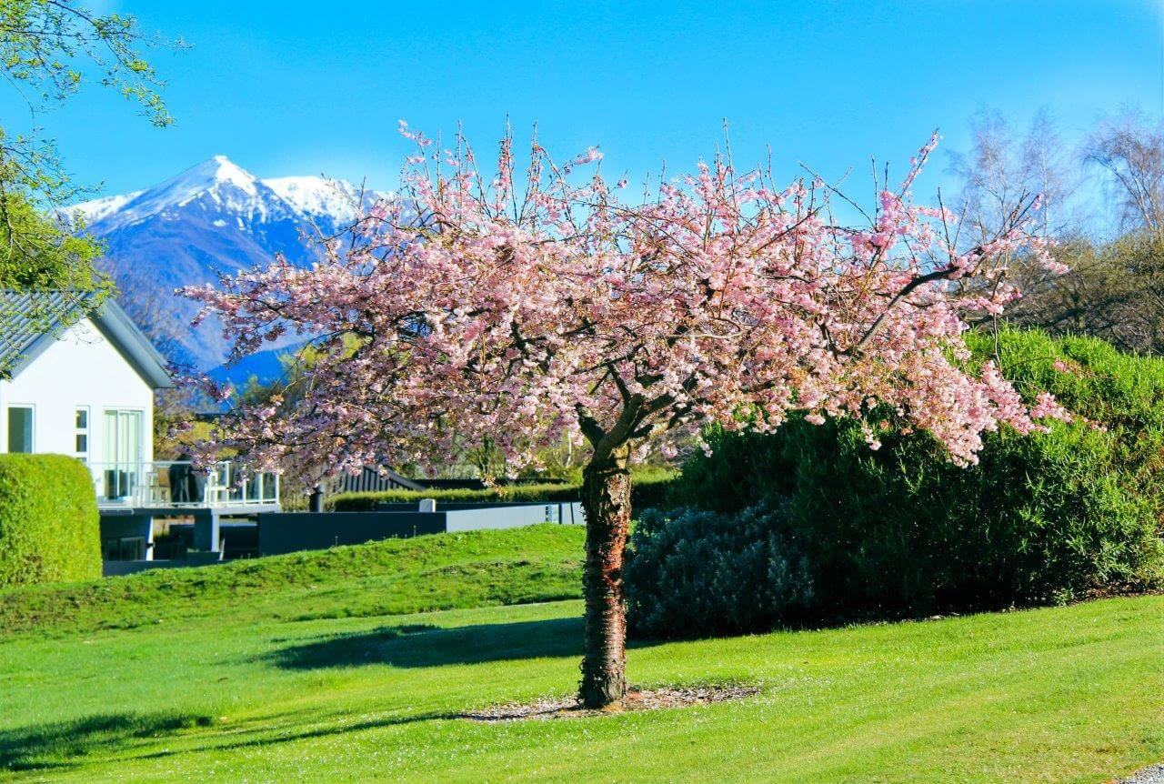 Read more about the article RATA’s trees of the week – Blossoming Cherries 🌸💕 – 27th September 2021