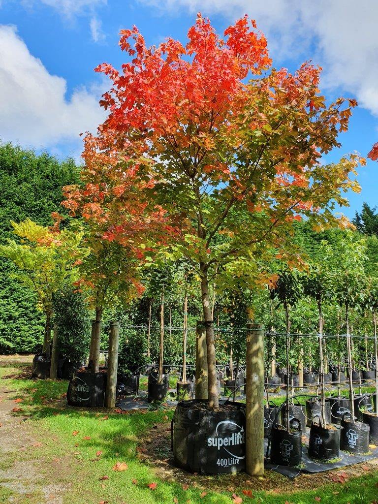 Acer-platanoides-–-Norway-Maple-400lt-Heritage-Collection-March-2021.7