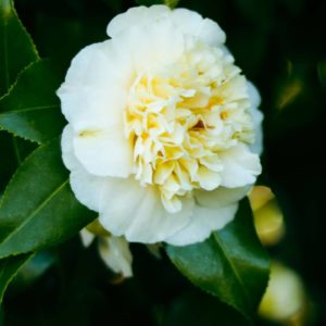 CAMELLIA Brushfields Cream – Upright Camellia