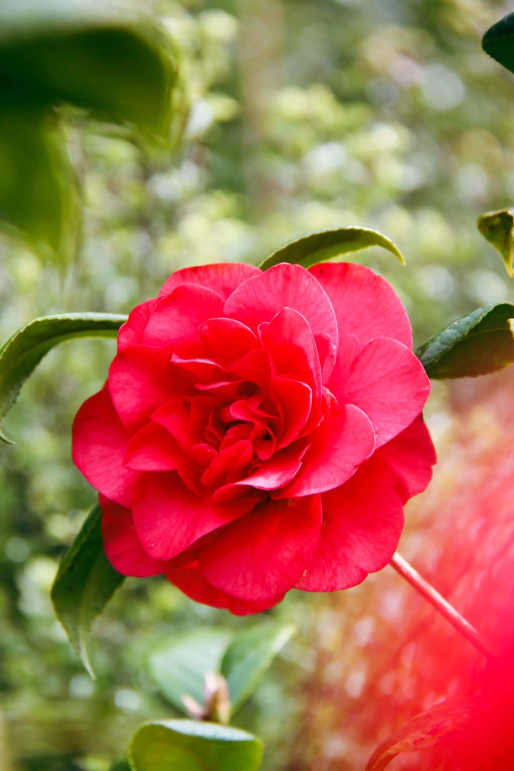 CAMELLIA Les Jury - Red Flowering Camellia | Easy Big Trees