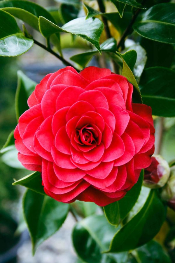 CAMELLIA Roger Hall - Flower