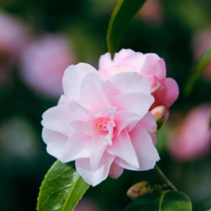 CAMELLIA Spring Festival – Pink Flowering Camellia