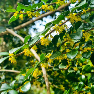 AZARA microphylla – Vanilla Tree