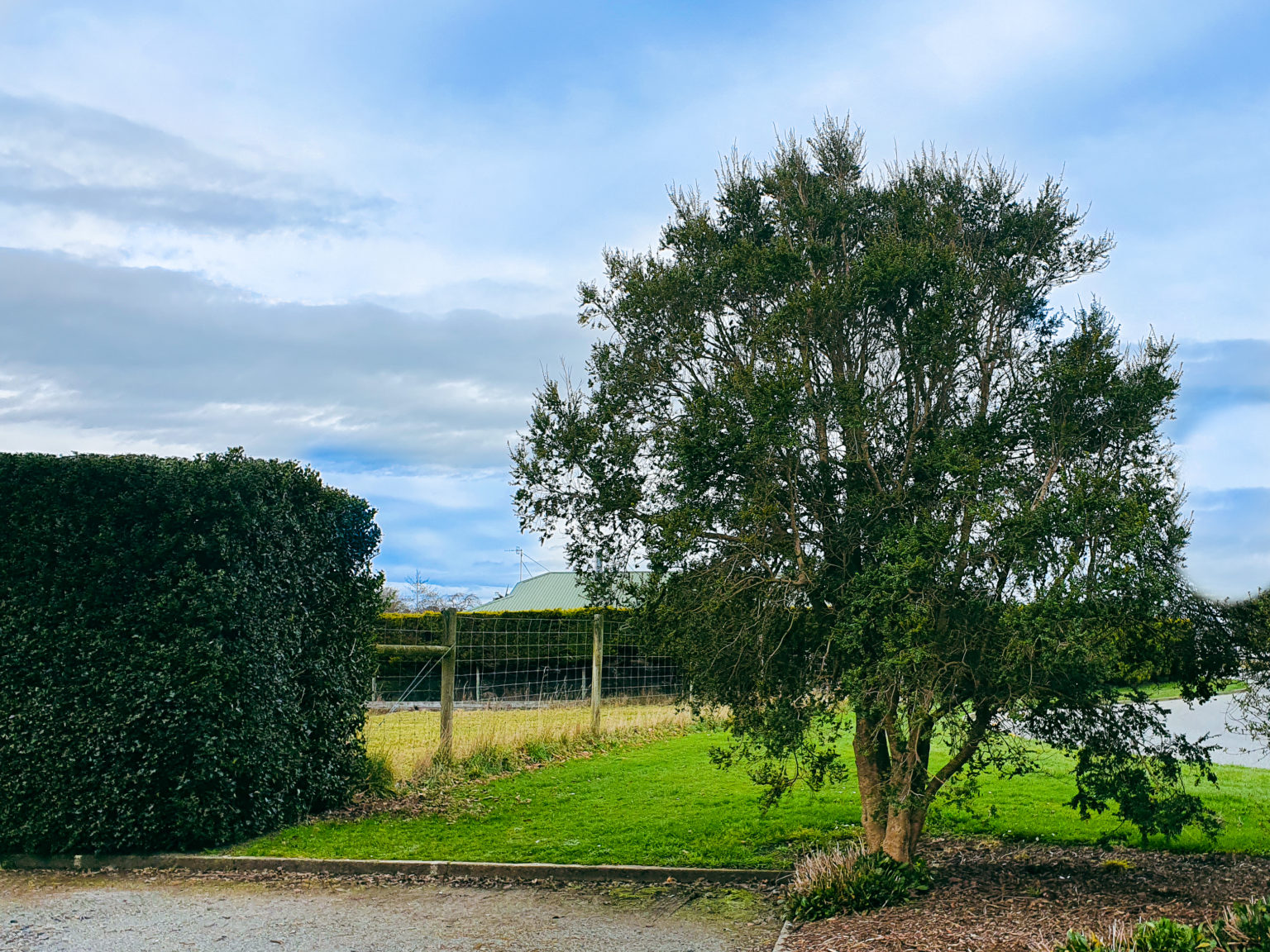 AZARA microphylla - Vanilla Tree | Easy Big Trees | NZ