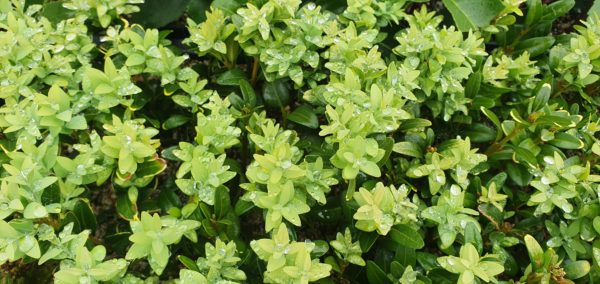 BUXUS sempervirens - Foliage, October