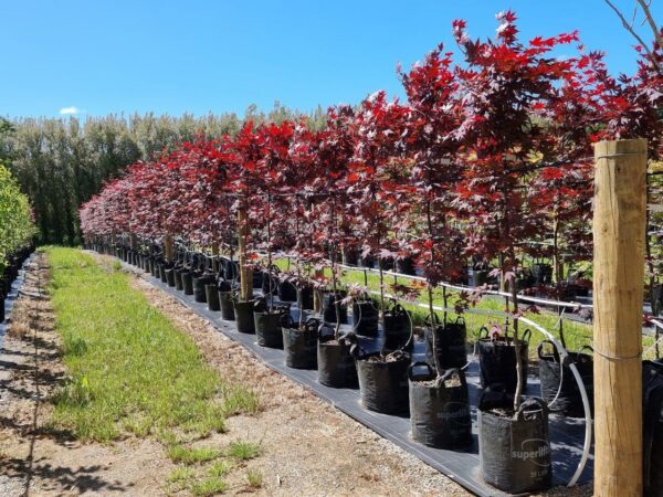 ACER palmatum 'Bloodgood' - Red Japanese Maple
