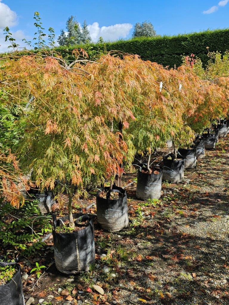 ACER palmatum dissectum ‘Emerald Lace’ – Green Weeping Maple