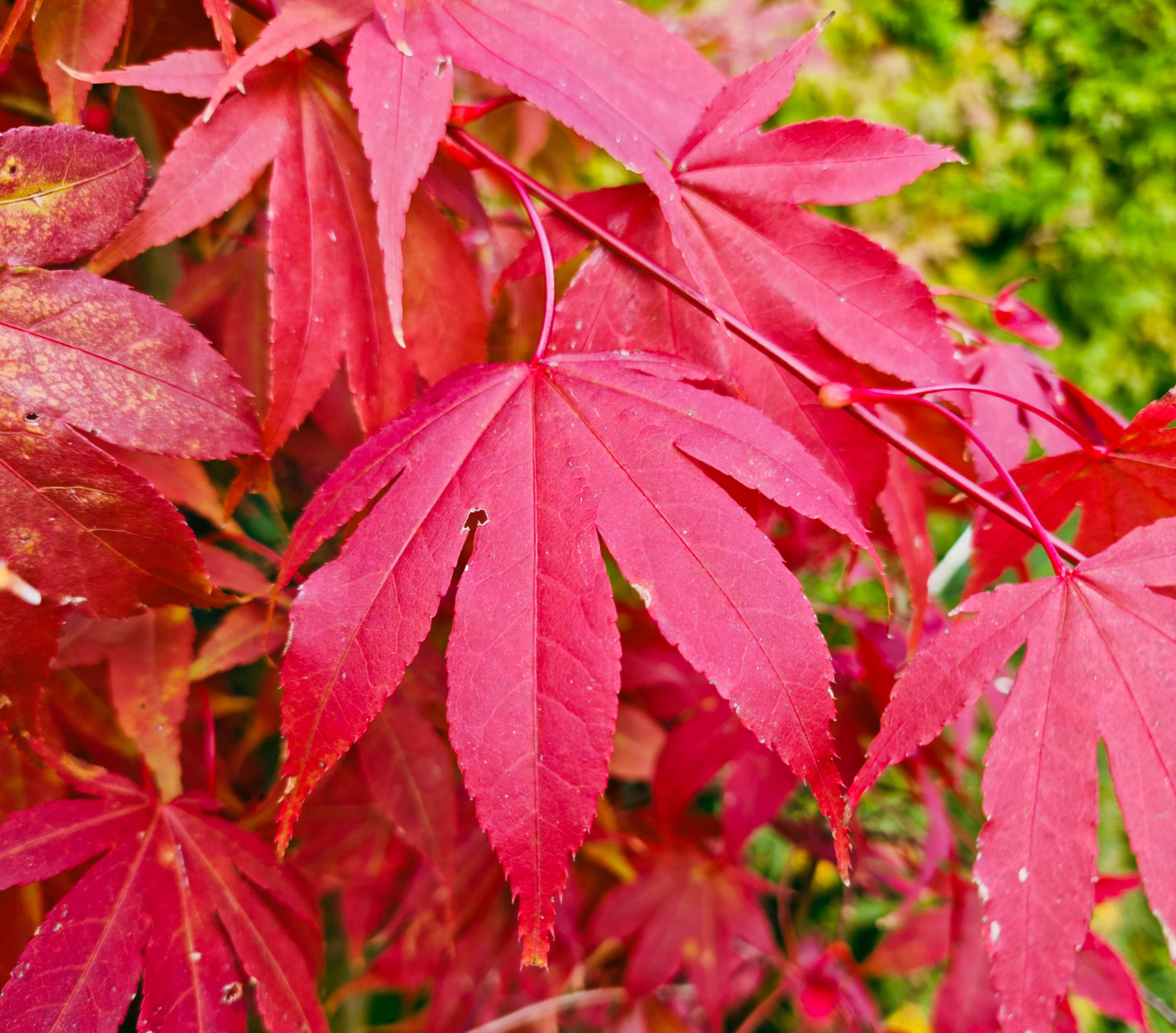 ACER Osakazuki Japanese Maple Easy Big Trees NZ