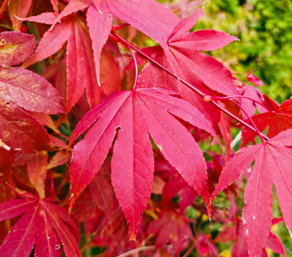 ACER palmatum 'Osakasuki' 35lt - Leaf - April