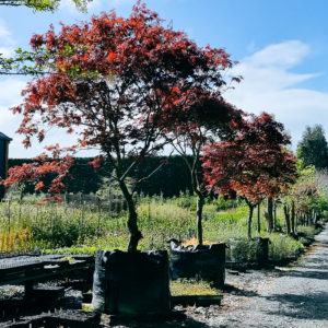 ACER palmatum ‘Bloodgood’ – Red Japanese Maple