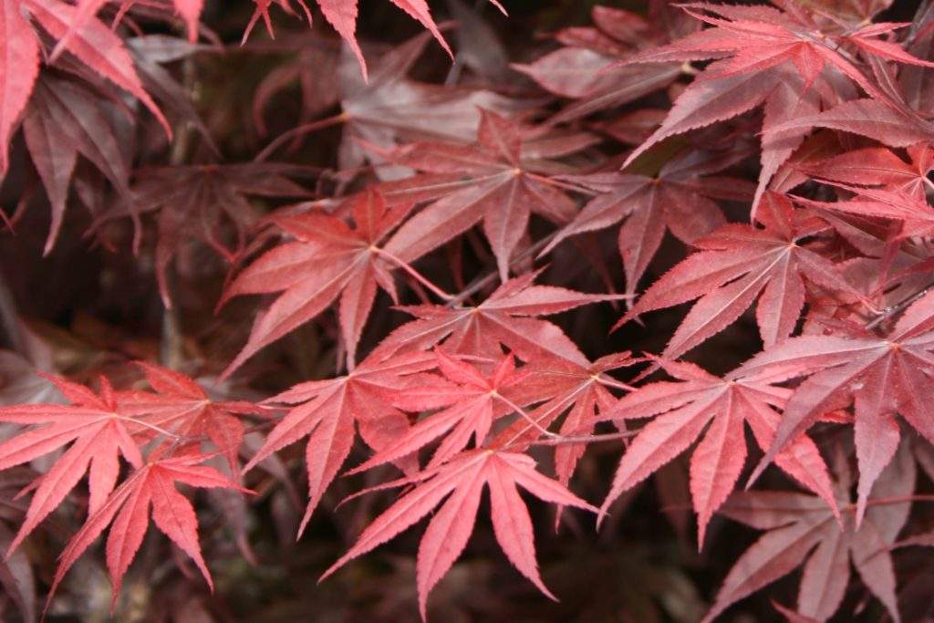 ACER 'Bloodgood' - Red Japanese Maple | Easy Big Trees | NZ