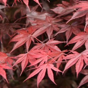 ACER palmatum ‘Bloodgood’ – Red Japanese Maple