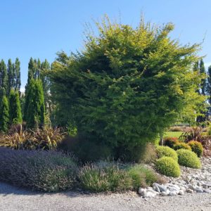 ACER palmatum – Japanese Maple