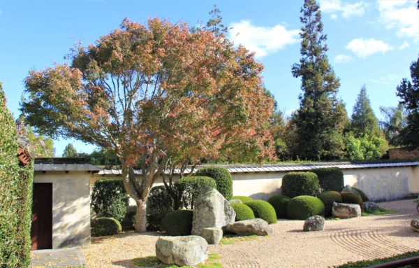 Acer palmatum - Hamilton Gardens May 2021 (1)