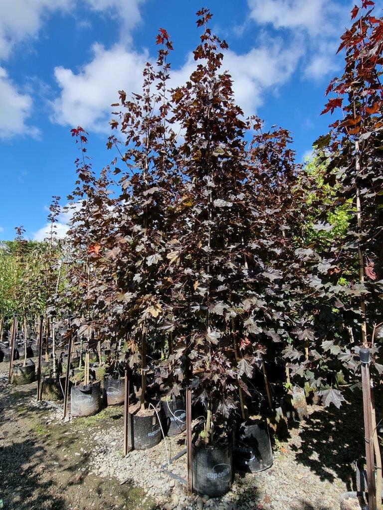 ACER platanoides ‘Nigrum’ – Purple Norway Maple