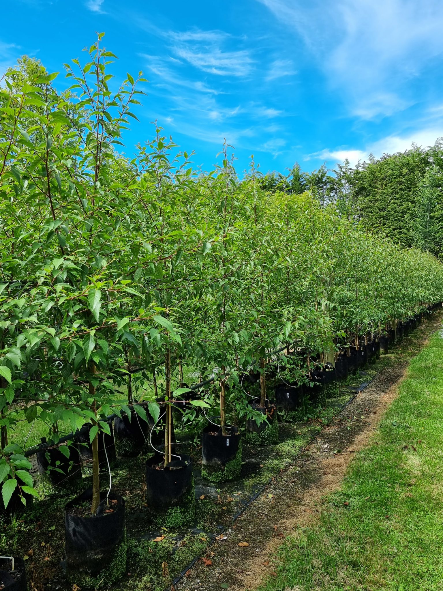 Evergreen Trees and Shrubs Easy Big Trees New Zealand