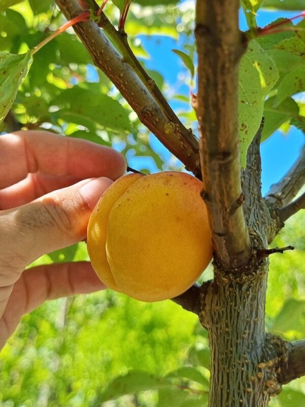 APRICOT Tomcot - Fruiting Apricot