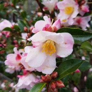 CAMELLIA Fairy Blush – Pink Flowering Camellia