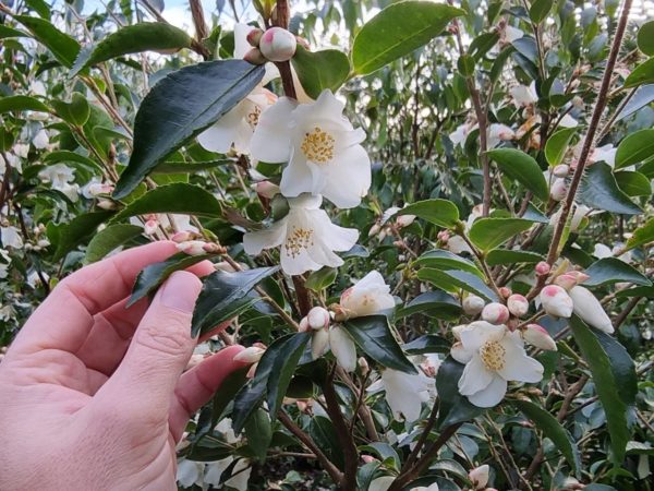 Camellia transnokoensis 25-35lt August 2021 (2)