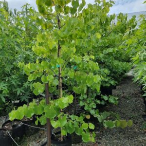 CERCIS canadensis ‘Texas White’ – Texas Redbud