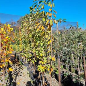 CHERRY varieties – Fruiting Cherry