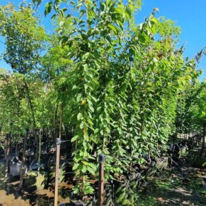 CHERRY varieties – Fruiting Cherry