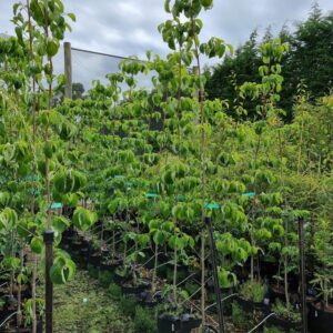 CORNUS ‘Eddies White Wonder’ – White Flowering Dogwood