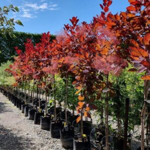 COTINUS coggygria ‘Grace’ – Smoke Bush