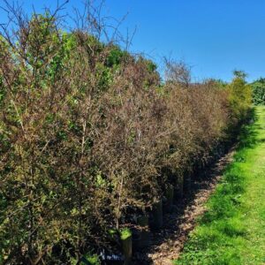 DACRYCARPUS dacrydioides – Native Kahikatea