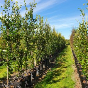 FAGUS sylvatica ‘Dawyck Green’ – Columnar English Beech