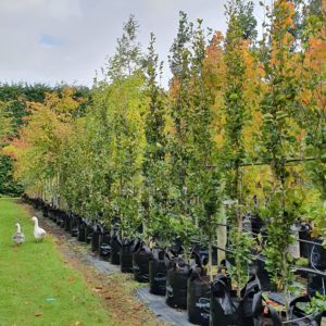 FAGUS sylvatica ‘Dawyck Green’ – Columnar English Beech