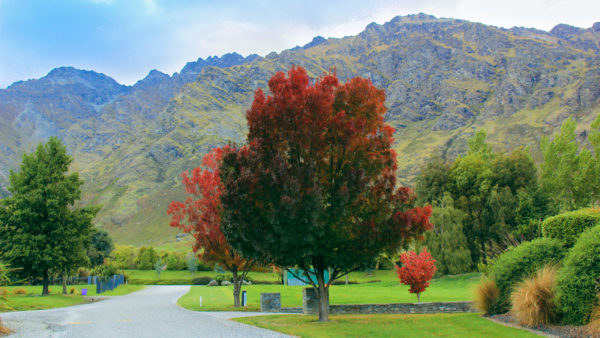 FRAXINUS oxycarpa 'Raywoodii' - Queenstown, April
