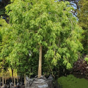 FRAXINUS excelsior ‘Pendula’ – Weeping Green Ash