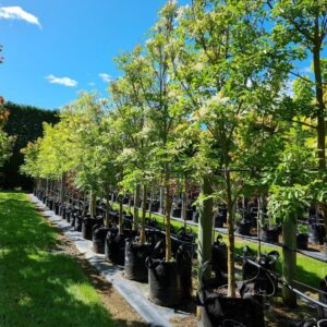 FRAXINUS ornus – Manna Ash