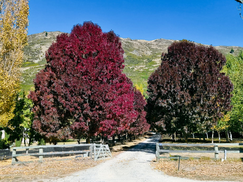 FRAXINUS oxycarpa 'Raywoodii' - Queenstown, March
