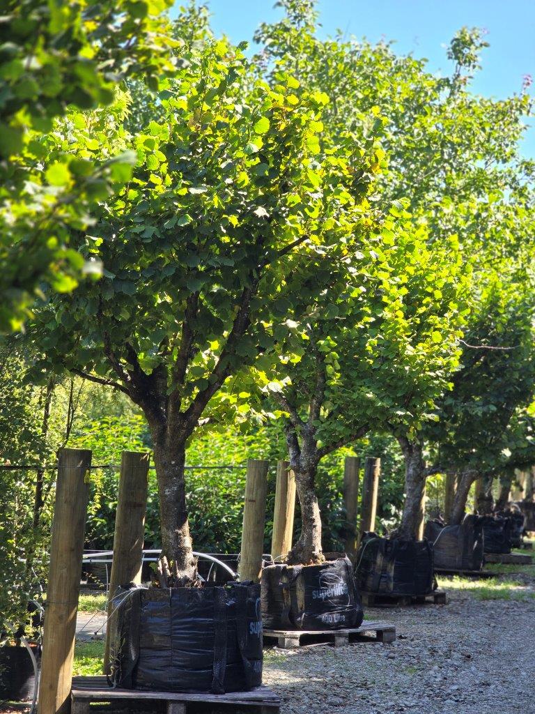 Corylus avellana - Hazelnut 400lt Heritage Collection
