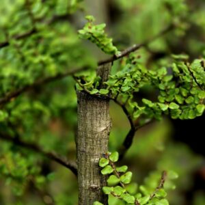 NOTHOFAGUS solandri var. cliffortioides – NZ Native Mountain Beech