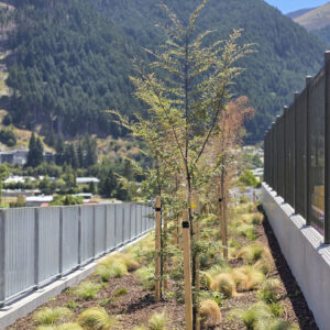 NOTHOFAGUS solandri var. cliffortioides – NZ Native Mountain Beech